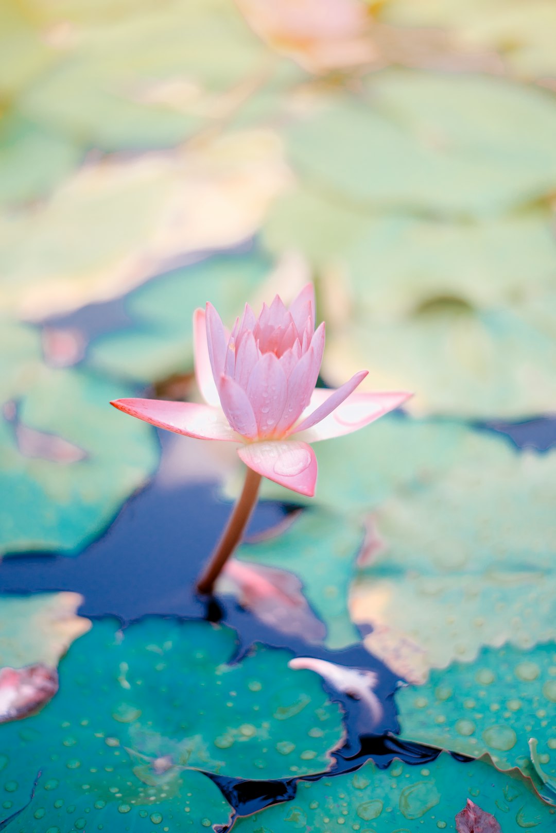 Ascend by Mindful Ideas close up photo of water lily flower
